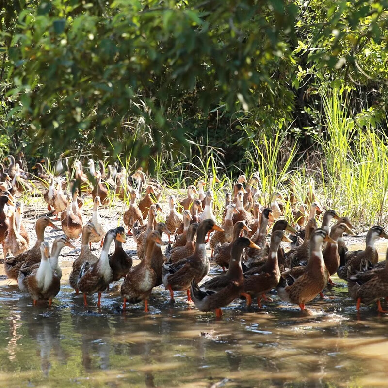 杨博士皖南整只老鸭2只 净重4斤 农家散养鸭子土鸭溪水河鸭肉 源头直发 【赠3袋小笼包】老鸭2只 净重4斤
