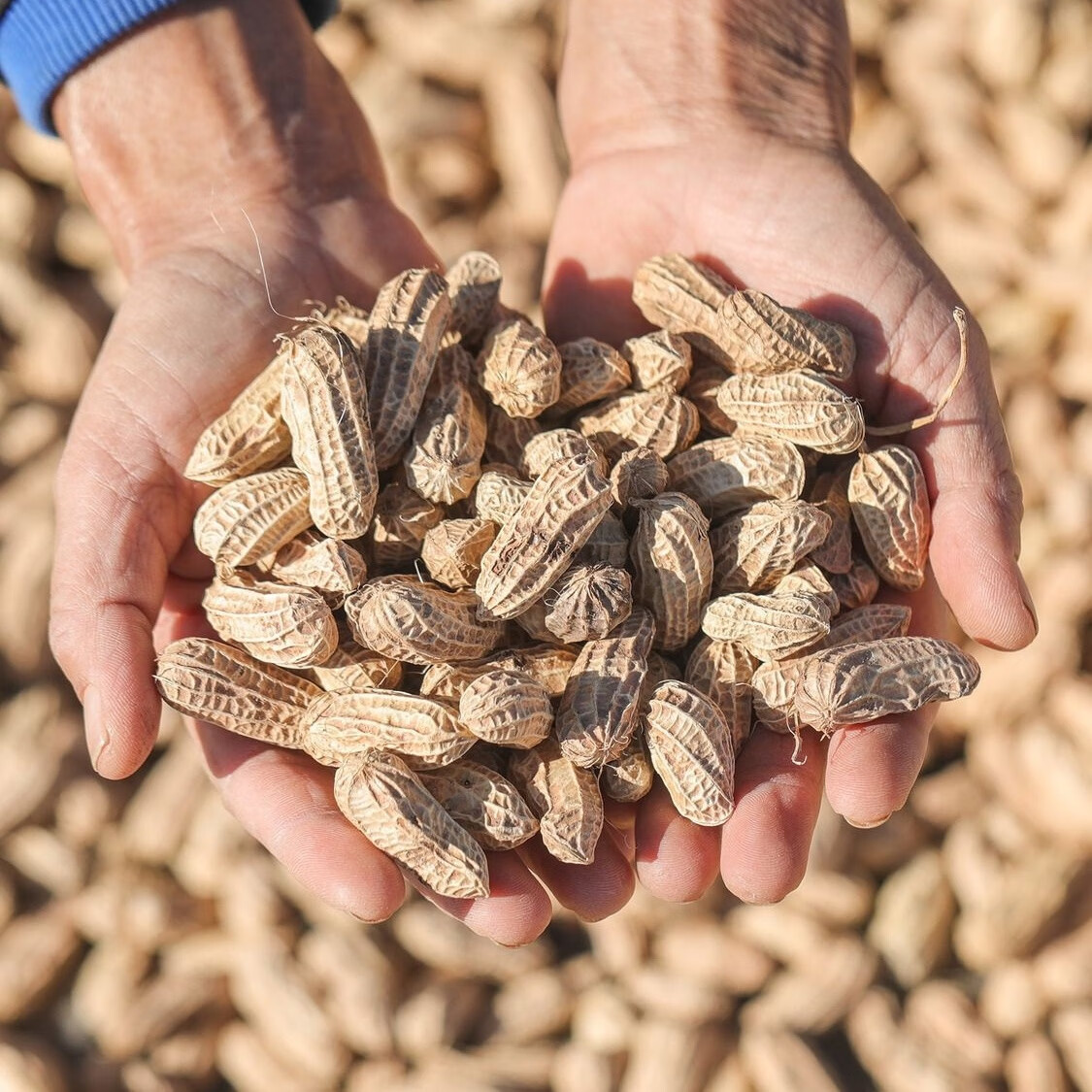 云南富硒生黑花生带壳黑花生米黑衣花生养胃花生批发养生原味好吃 1斤  精选出口级老品种小粒独粒黑花生 回甜味好