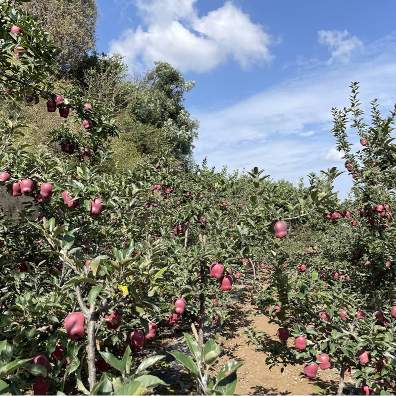 序鲜途甘肃天水花牛苹果圣诞节苹果平安果京东生鲜新鲜水果蛇苹果礼盒 全红特级8.5斤中大果16-18颗
