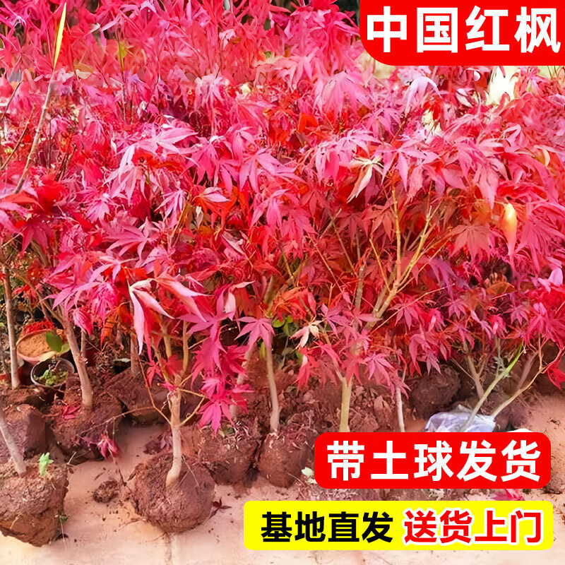 致薈樹日本紅楓樹苗四季紅舞姬風(fēng)景大樹造型楓葉樹庭院室外盆栽綠化植物 【盆景優(yōu)選】中國(guó)紅楓直徑1公分粗 不含盆