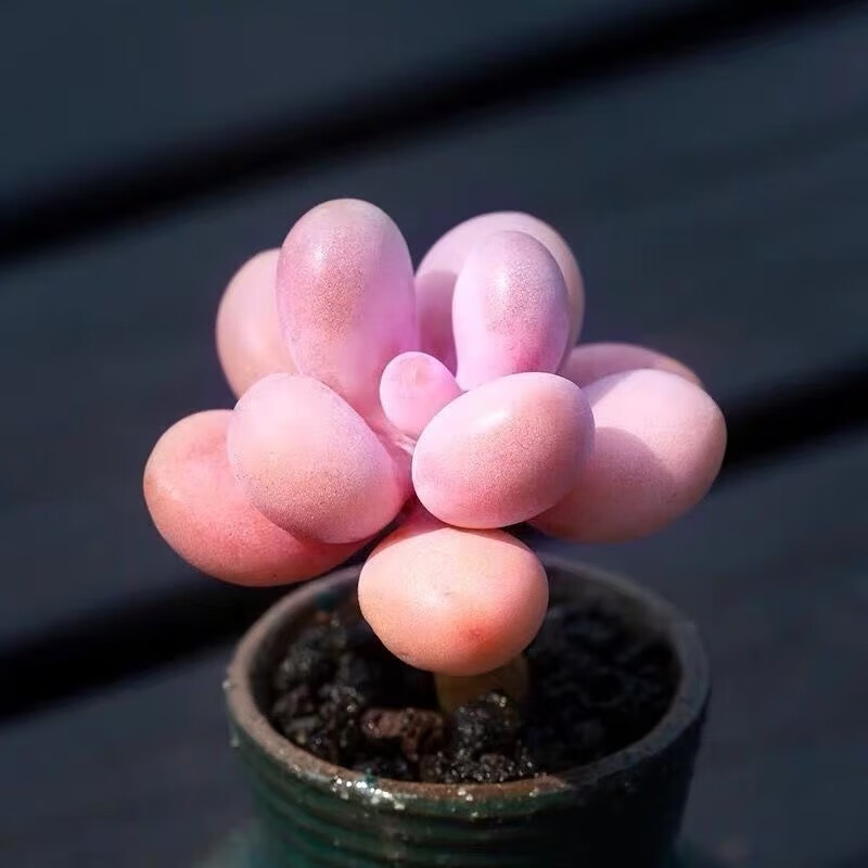 多肉植物小盆栽批发套装多肉组合桃蛋玉露绿植花卉桌面阳台办公桌 桃蛋桩3-4cm不带盆土
