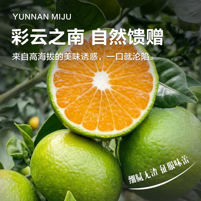 橙先森正宗云南蜜橘 新鲜青皮蜜桔 橘子 当季 水果 生鲜 桔子 配送 孕妇 净重5斤 单果55-60MM