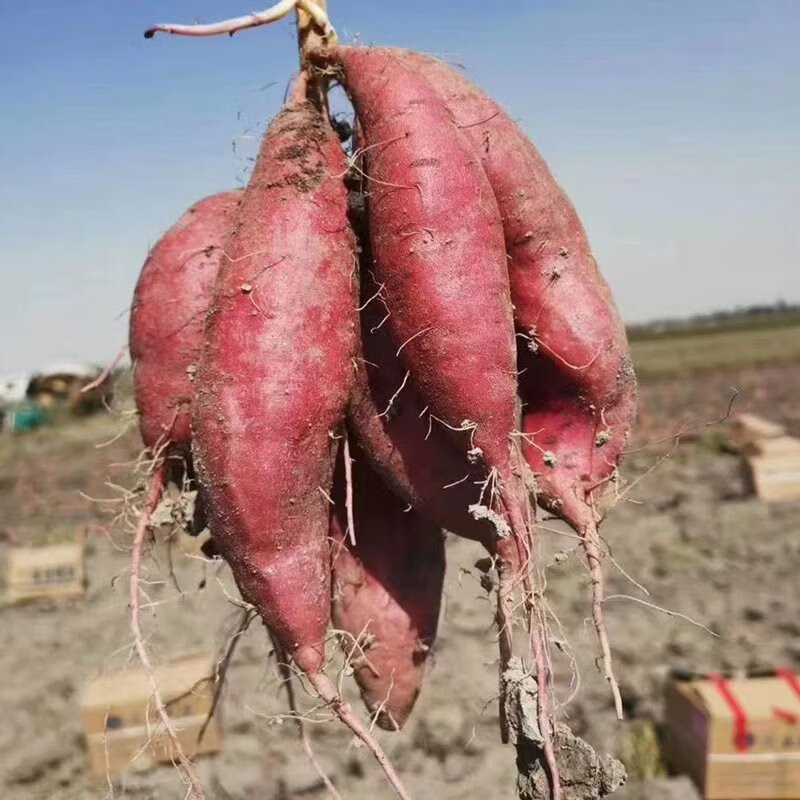 新疆天山香薯 蜜薯红薯地瓜山芋 新鲜蔬菜  精选 5斤礼盒装