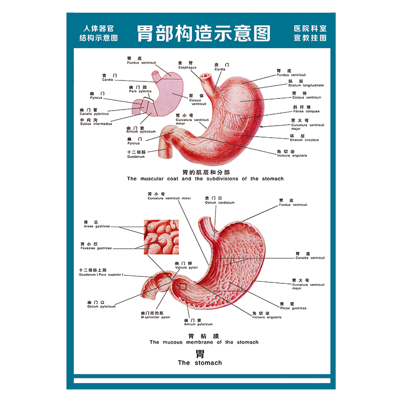 医院科室宣教挂图人体结构示意图器官解剖图全身骨骼图宣传画墙贴画