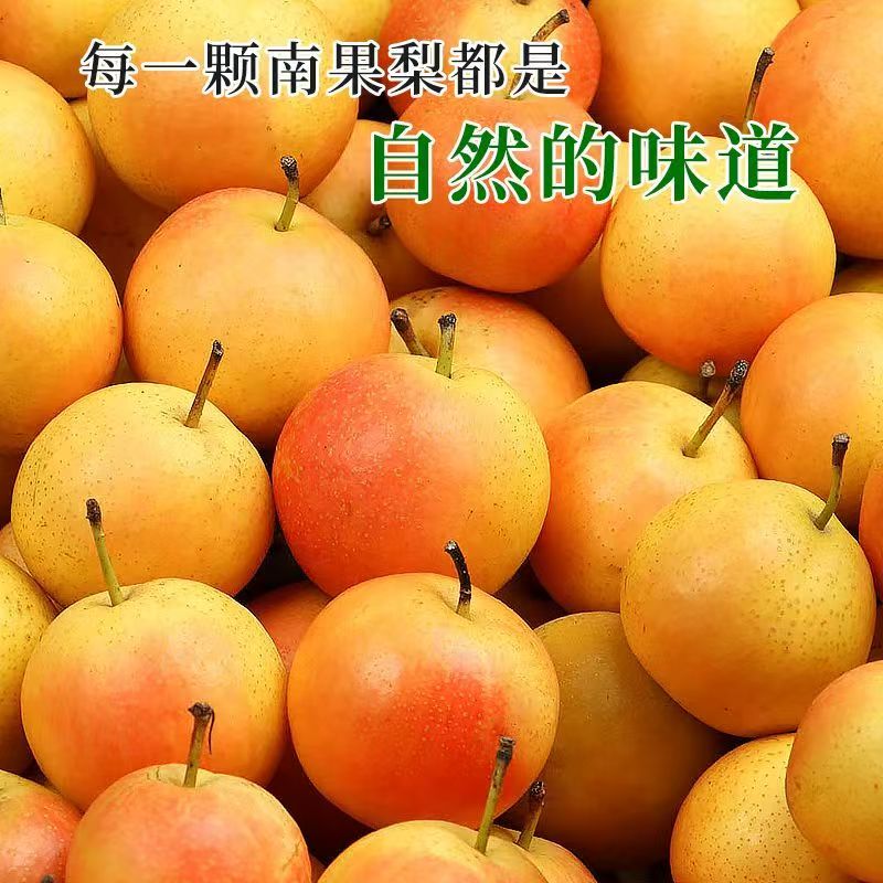 千园九味东北南果梨 正宗新鲜应季水果梨子东北当季生鲜南国梨香酥梨 南果梨精选5斤24枚