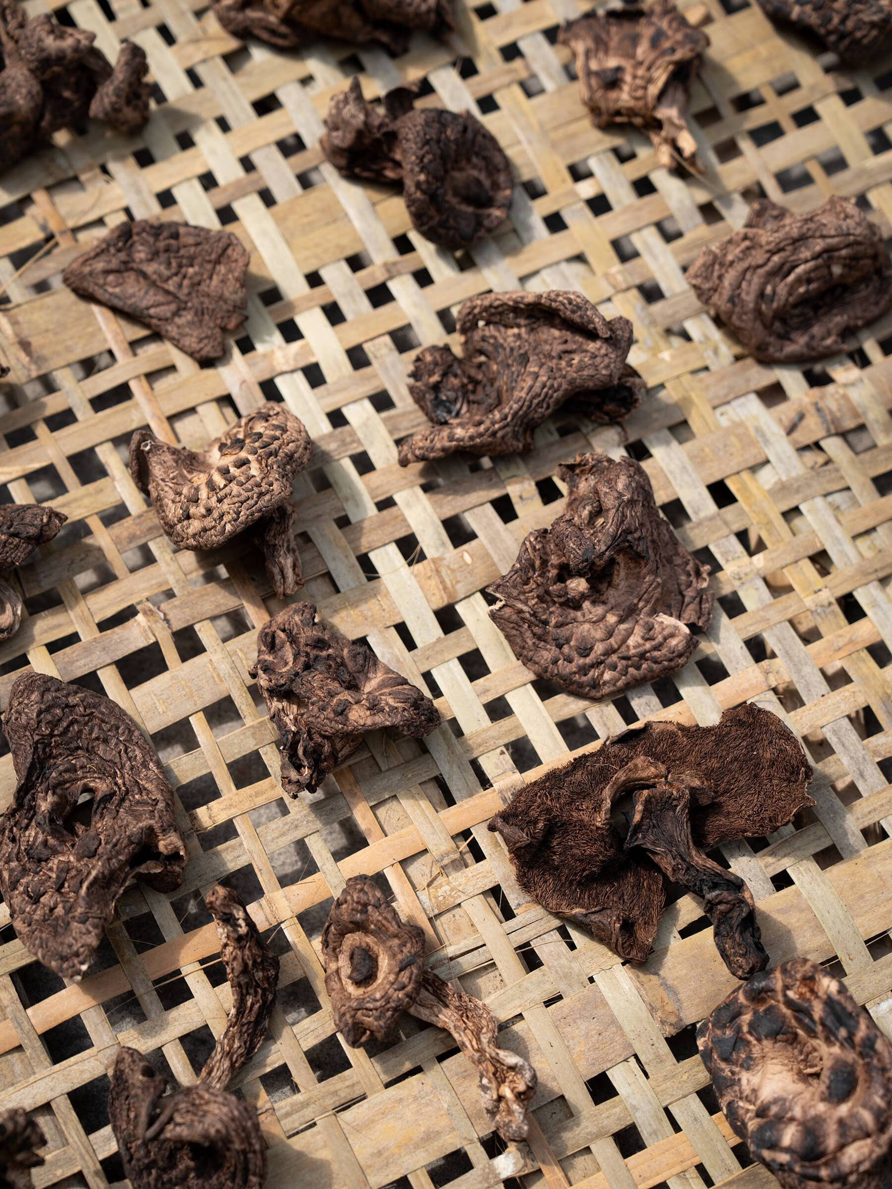 云记丨黑虎掌菌100g 云南楚雄纯野生虎掌菌菇干货 煲汤料炖汤材料