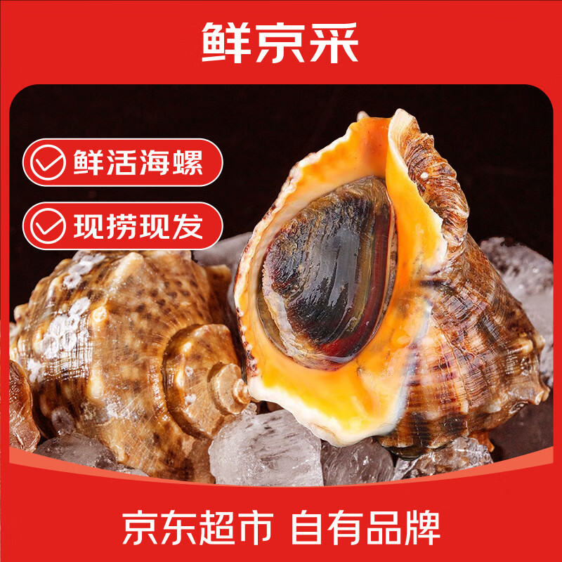 鲜京采 鲜活海螺 净重2斤 3-4只/斤 鲜活到家 生鲜海鲜 源头直发