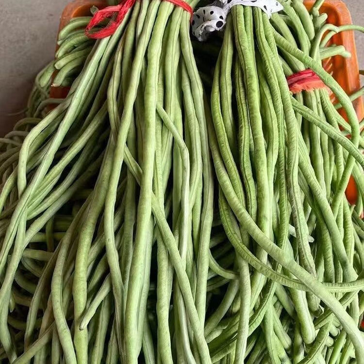 当天现摘长豆角5斤新鲜蔬菜3斤嫩豇豆现摘青豆角可腌制酸豆角批发 带箱3-3.5斤新鲜长豆角 泡沫箱+冰袋