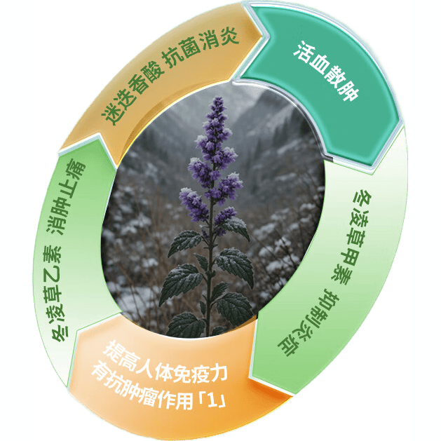 桂龙冬凌草糖浆10ml*8支咽喉炎扁桃体炎口腔溃疡牙龈肿痛上呼吸道感染喉咙痛清热解毒 咽喉肿痛咽炎 流感 甲流 嗓子疼 京东大药房