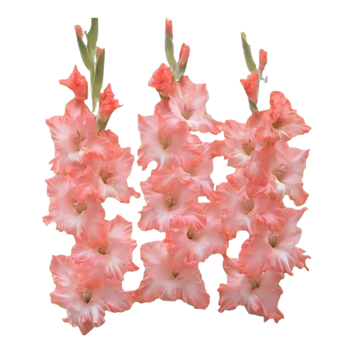 �����ذ���ˮ�ٺϻ������ļ������׻�����������̨�������Զ����� �ذ�ٺ����򡾰����ȡ� 3���򡾹��16/18��ֱ��5-7cm