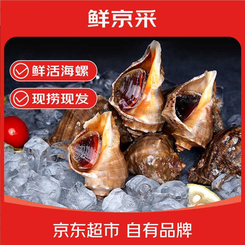 鲜京采 鲜活海螺 净重2斤 8-12只/斤 鲜活到家 生鲜海鲜 源头直发