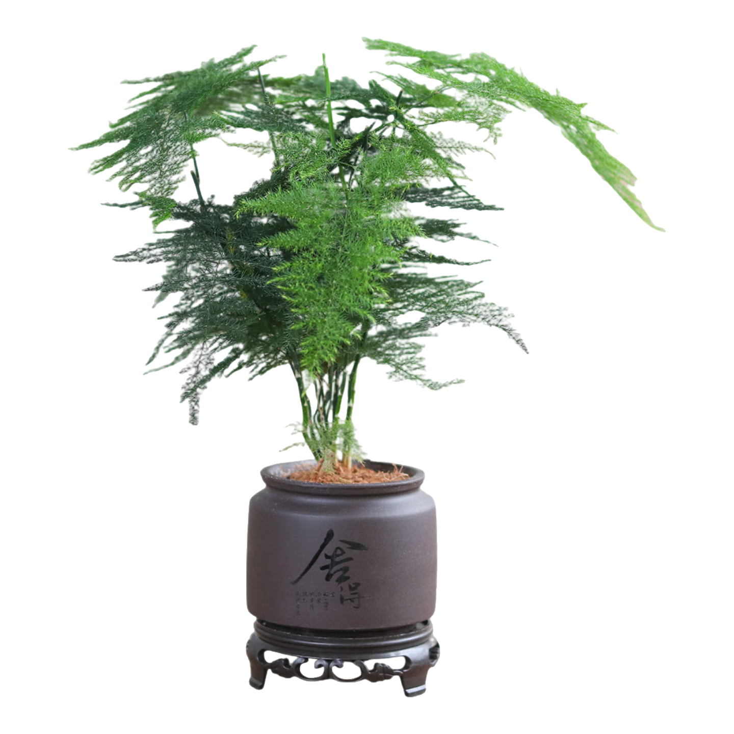 �������� ��ֲ���� ���ڿ���ˮ�� ������� ��15-20���� �ļ����� 1.9Ԫ