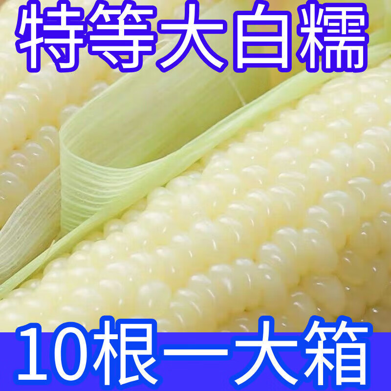 【10棒精选】东北糯玉米新鲜甜糯玉米真空包装黏甜玉米棒代餐批发 精品白糯10根【6.1斤左右】