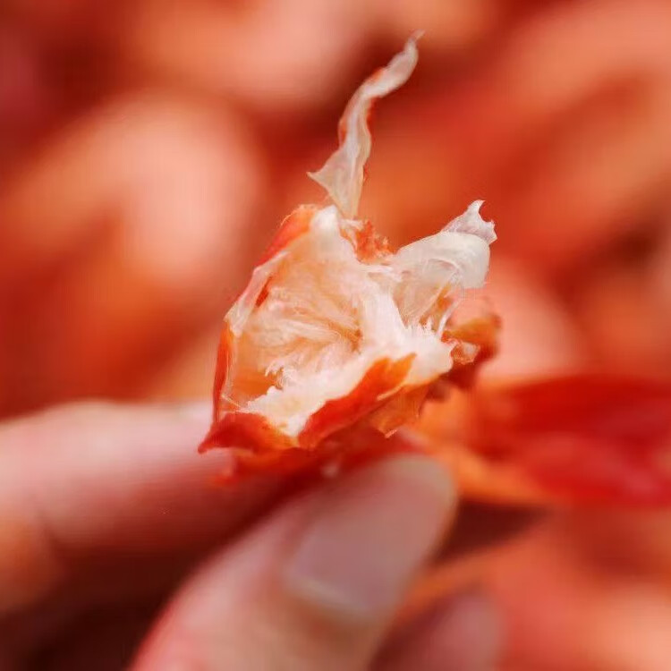 井澳南澳海鲜虾干九节虾虾干烤虾干即食特大号虾干500g约40-50条礼盒 红色 [精选]超大虾500克/约40-50只（送礼推荐）