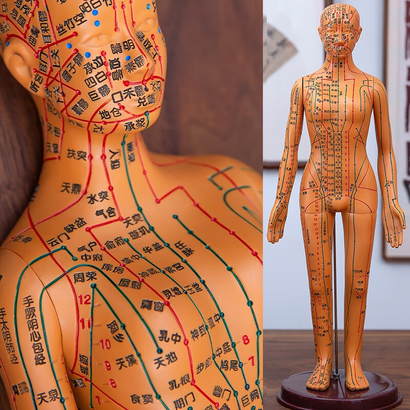 60cm针灸人体模型彷真穴位经络小铜人形十二按摩身标准可扎 功能创伤护理人模型