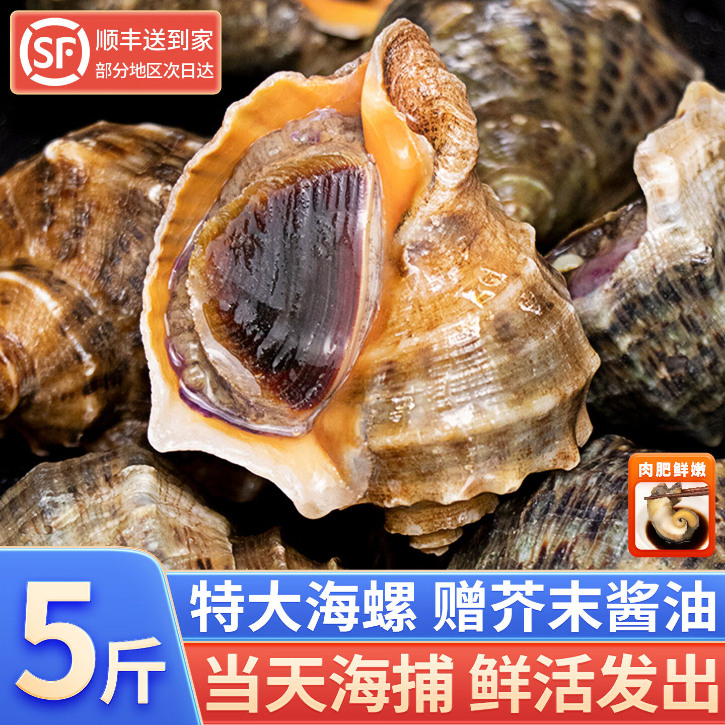 鲸甘郎海螺鲜活特大新鲜海捕响螺带黄贝类生鲜小海鲜水产批发3斤5斤顺丰 中号3斤装（约8-10个/斤）