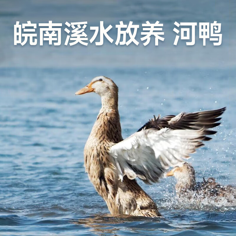 杨博士皖南整只老鸭2只 净重4斤 农家散养鸭子土鸭溪水河鸭肉 源头直发 【赠3袋小笼包】老鸭2只 净重4斤