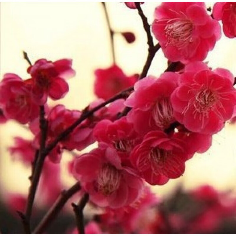 清晨露水园艺耐寒植物 庭院花卉 精品红梅 乌梅 白梅 4年苗 5年苗