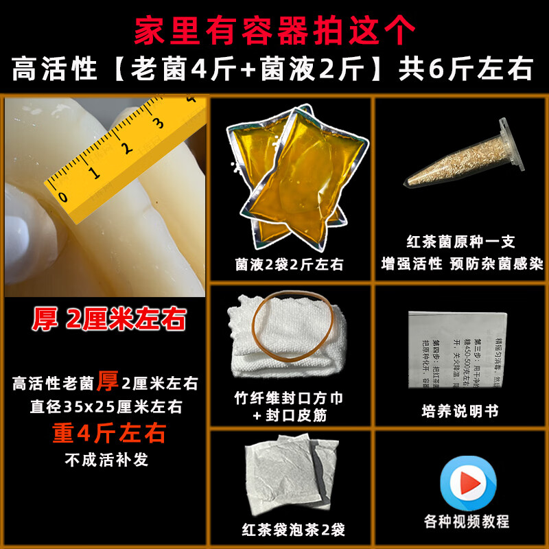 山东支氏红茶菌康普茶胃宝菌海宝菌醋蛾子 五年老菌共6斤(老菌4斤+菌液2斤)