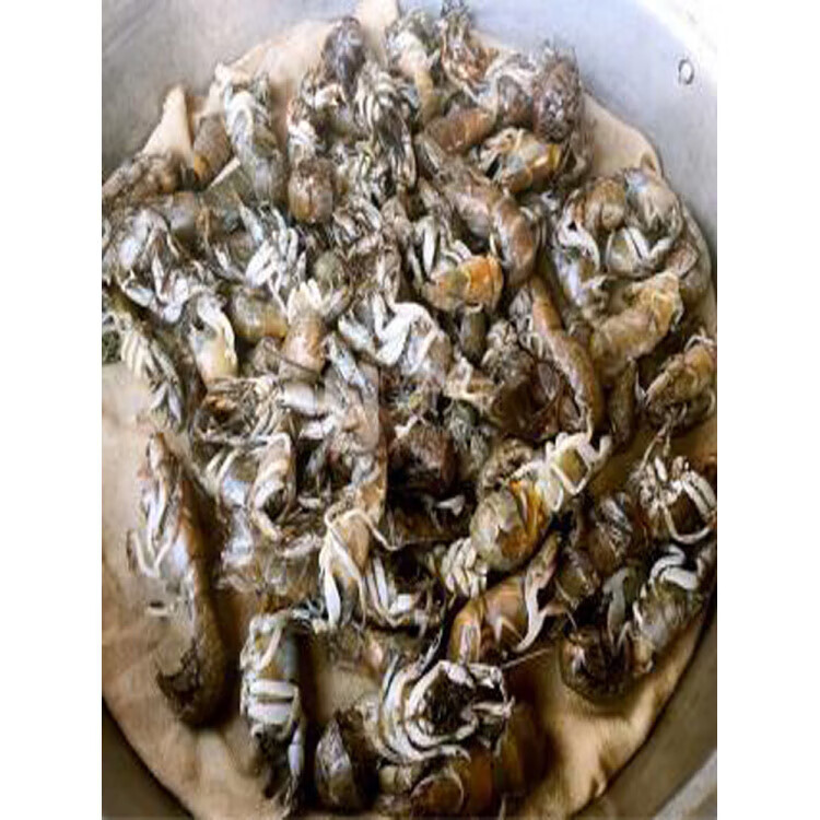 泸沽虾威海当天海捕新鲜蝼蛄虾海鲜水产大虾 1000g(净重)