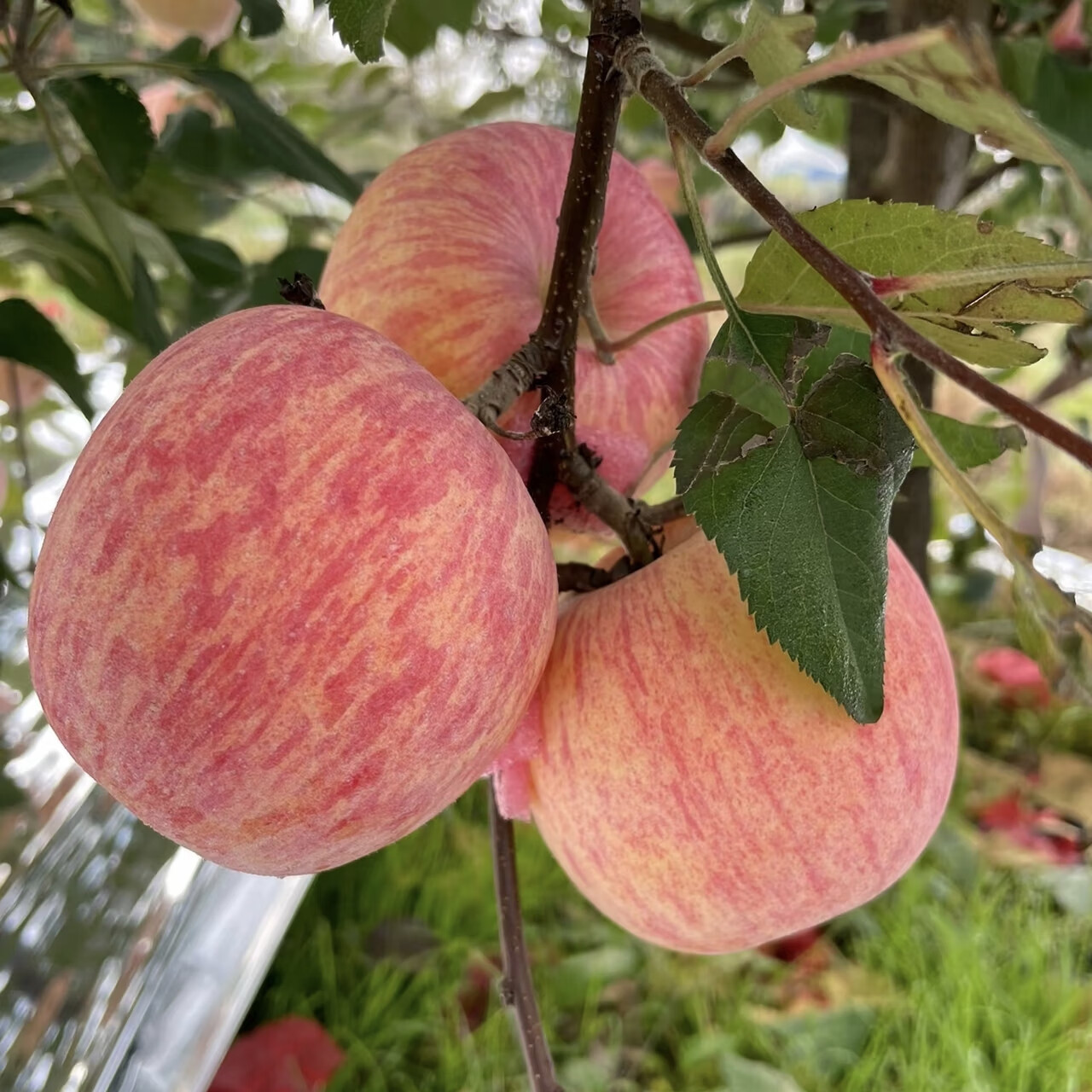 鲁小鲜山东烟台红富士苹果礼盒脆甜新鲜精选大果生日高端送礼水果礼盒装 精选大果12颗礼盒装(单果80mm+)