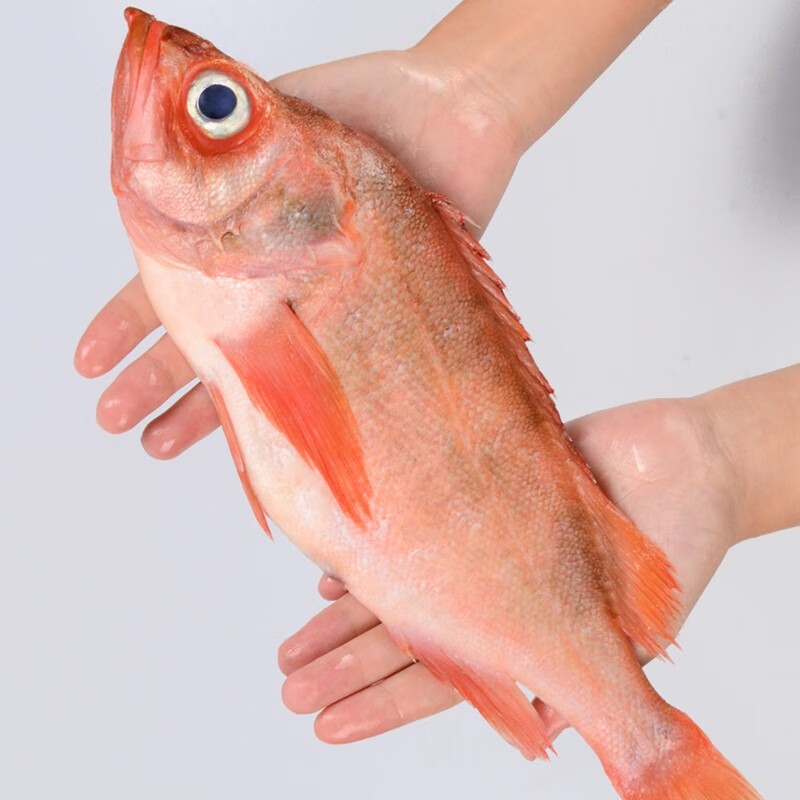 鲜拔头筹 新鲜红石斑鱼 大眼鱼富贵鱼深海鱼生鲜鱼类 海鲜水产红鱼