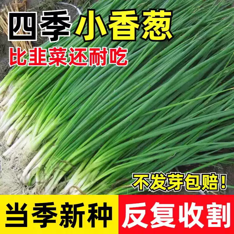 小葱种子 小葱种子1包-700粒