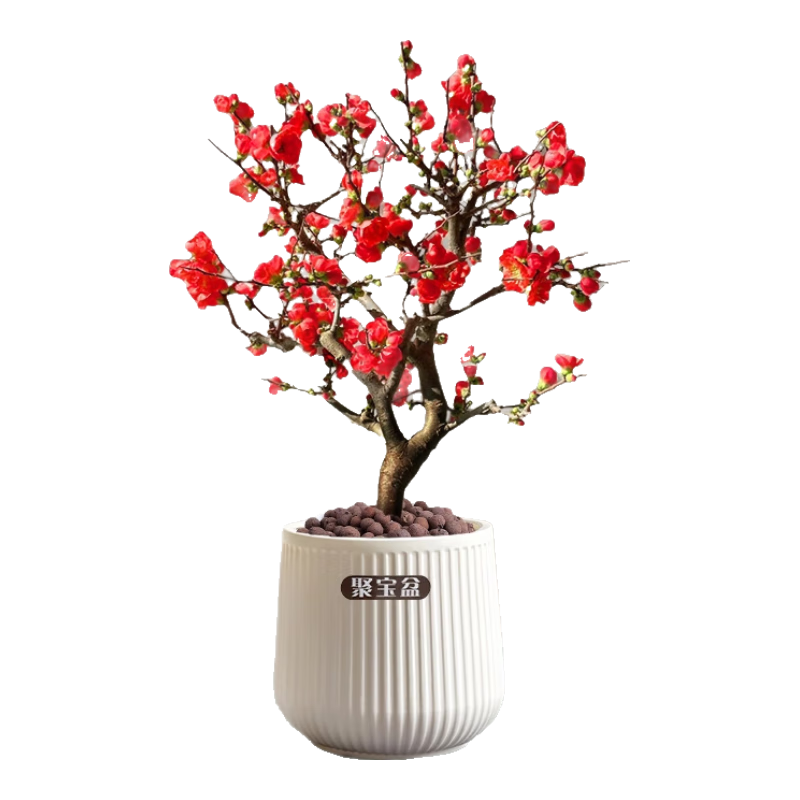 歐芽  海棠花盆栽四季開花彩玉海棠樹苗老樁盆景花卉植物室內(nèi)花耐寒好 【紅色長壽冠】大苗+陶粒 含盆