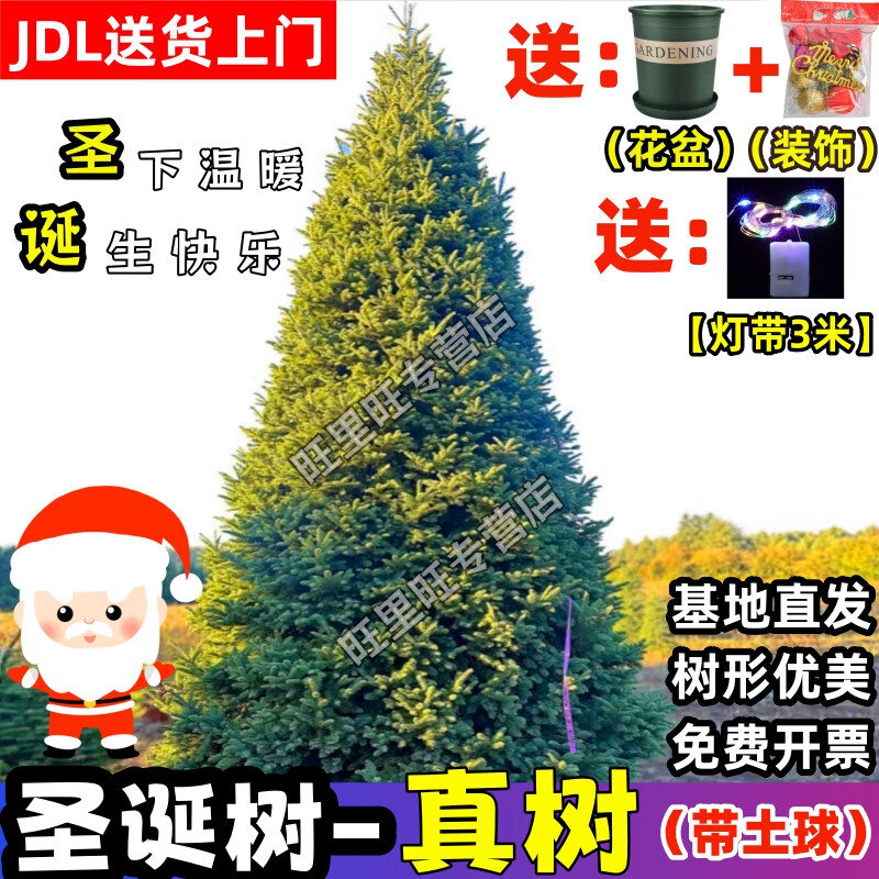 真的圣诞树真树活的挪威云杉树诺贝松香松商场圣诞节耐寒绿植盆栽 高50-60厘米【无赠品  单独一棵树】