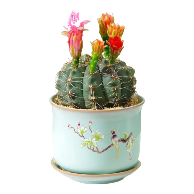 系��������������ļ������û����������ȩ�ڰ칫�һ�����ֲ �콾ԭ�������� С��3-4���� 29.9Ԫ��5��(��5.98Ԫ/��)