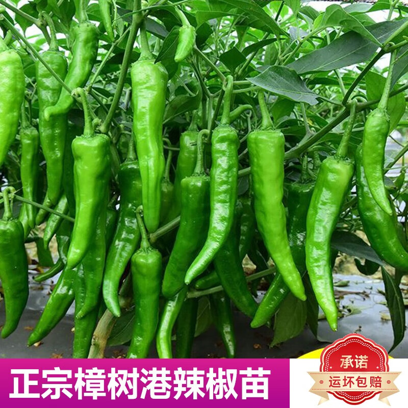 北蔬樟树港辣椒苗秧苗盆栽 正宗樟树港辣椒苗 12棵 5袋肥