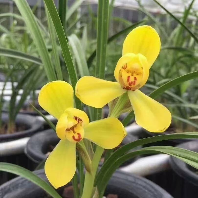 兰花 春兰 黄荷梅 浓香 绿植花卉盆栽 花期有带花苞出售 春兰 黄荷梅 2壮苗连体