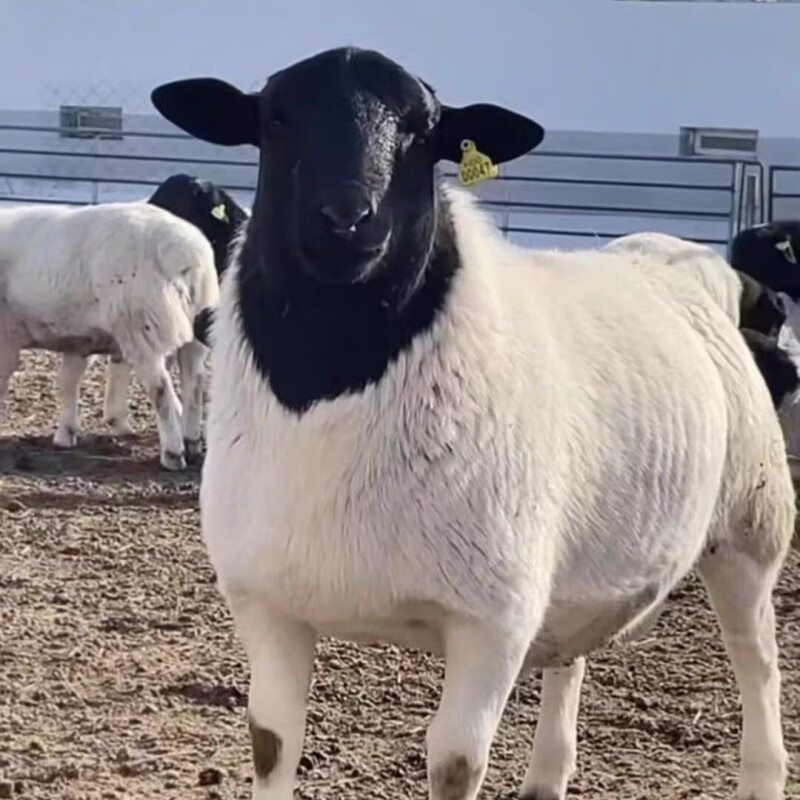 纯种黑头杜泊羊羔波尔山羊活羊黑山羊怀孕配种母羊公羊养殖 纯种杜泊