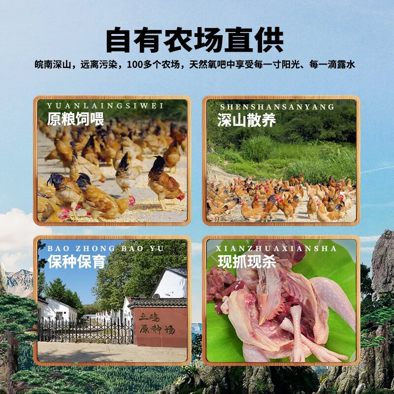 杨博士皖南散养仔公鸡1只 净重1.3斤及以上 未打鸣童子鸡三黄鸡源头直发 童子鸡+50型老母鸡