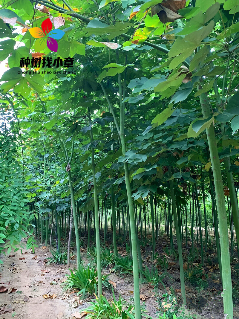 青桐树苗青皮梧桐小苗庭院行道遮阳大型耐寒绿化风景树中国梧桐树