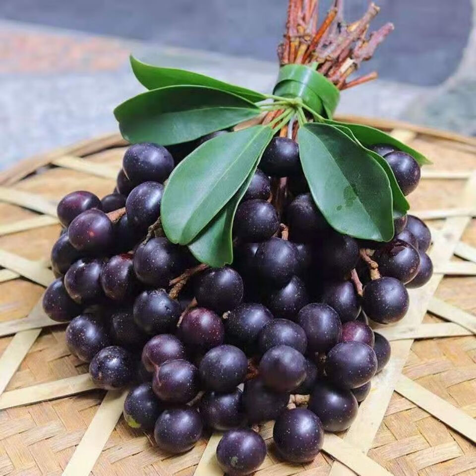 包邮航空云南德宏特产新鲜水果胭脂果鬼眼睛果山李子酸甜可煮果酱 1斤