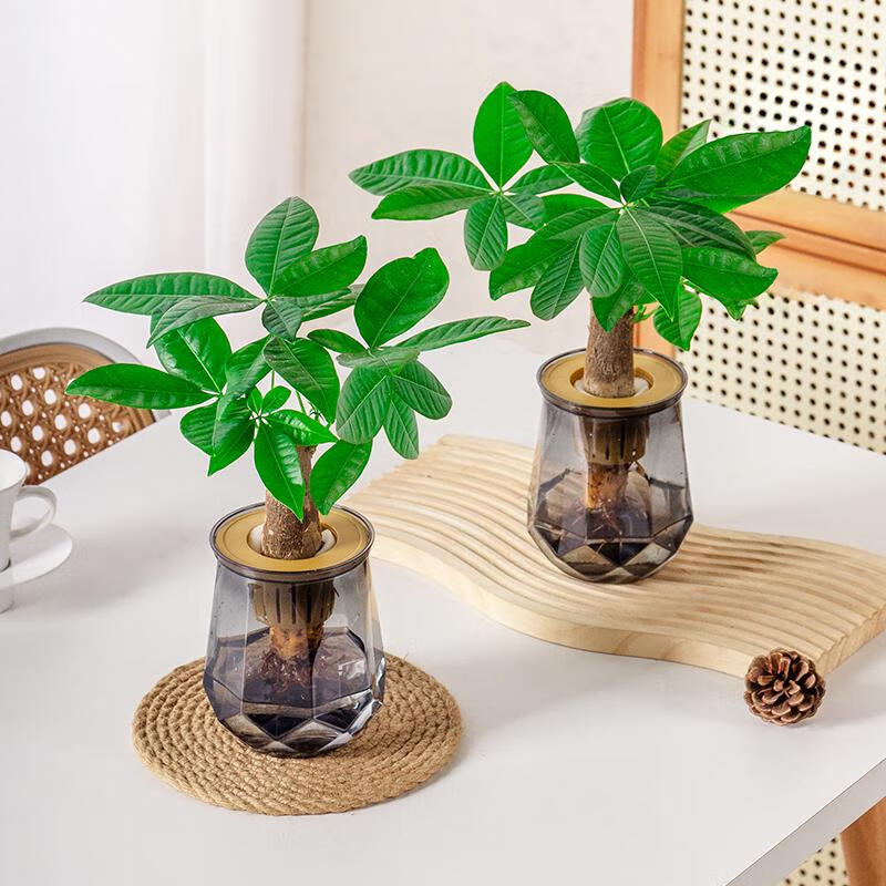 【买一送一】水培发财树懒人好养适合办公桌面客厅摆放水培植物 发财树水培套装2套 含盆