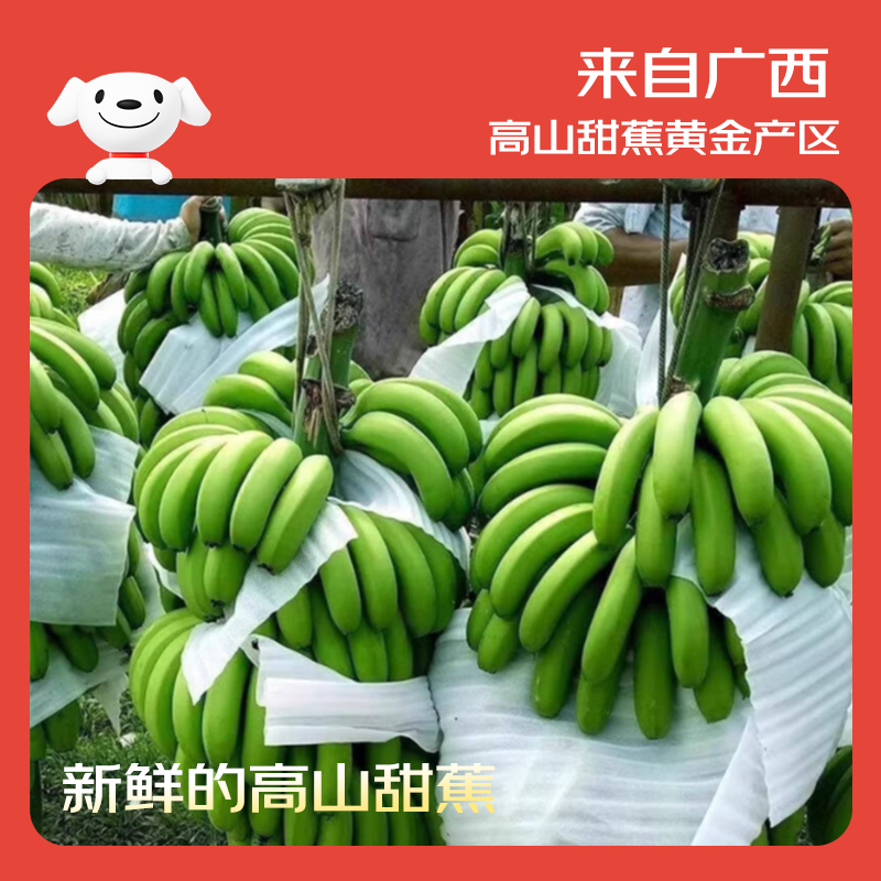 京鲜生广西高山绿皮甜香蕉净重9斤 单根套网100g+ 变软即食源头直发包邮