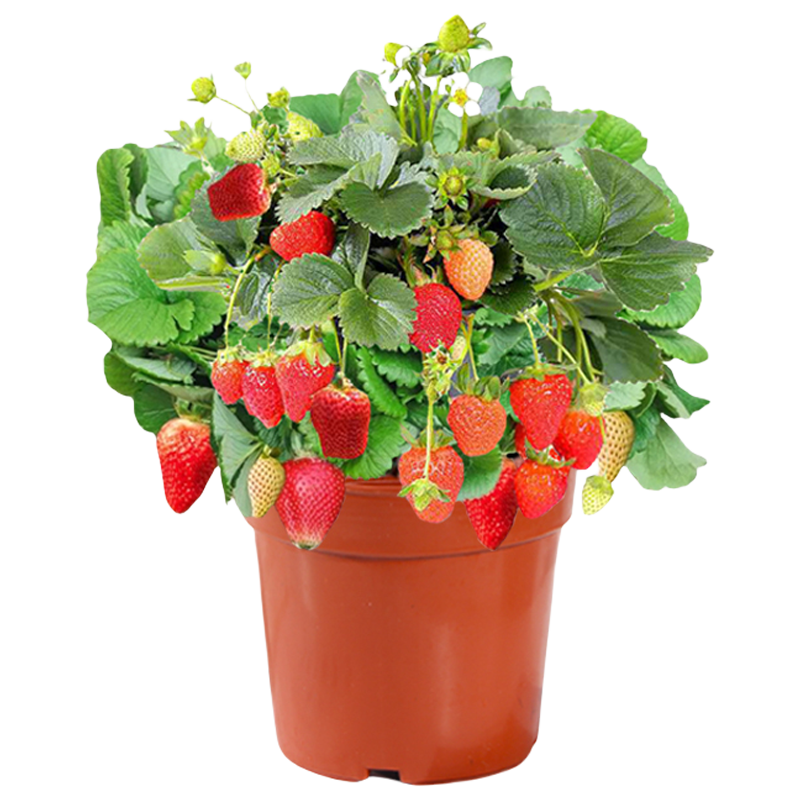 ���Ų�ݮ�����Դ�ԭ���ļ����ͥԺ��̨��ֲ������������3��Դͷֱ�� 25.79Ԫ