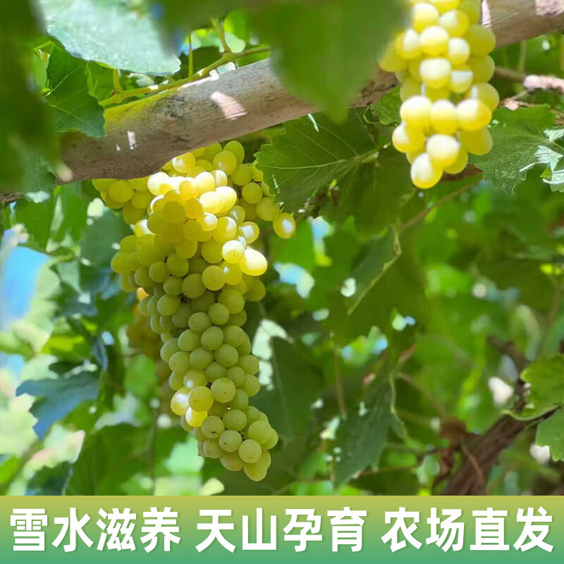 新疆无核白小蜜蜂葡萄当季新鲜水果无籽青提葡萄整箱顺丰 脆甜多汁 4