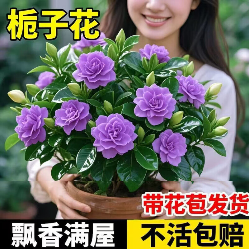阳台大盆花卉栀子花四季常青带浓香型净化空气牡丹栀子绿植物 【紫色】花期280 天/10年苗【买一发二]开爆满
