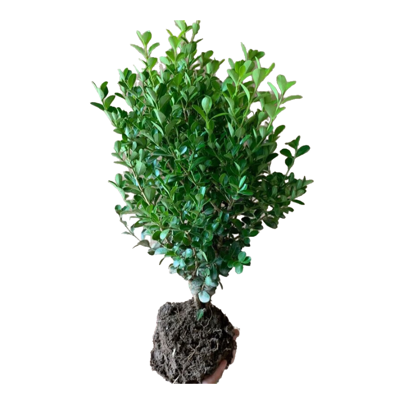 ��Ӣ������辰�ͺ��칫���������ļ����������������ͥԺ������ ��������35���׸� ������  ���������򷢻�  ���ɻ�