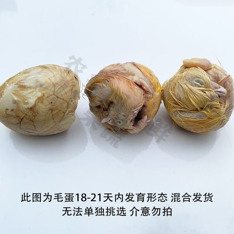 21天生毛鸡蛋批发鸡胚蛋非活珠子凤凰蛋 10枚装