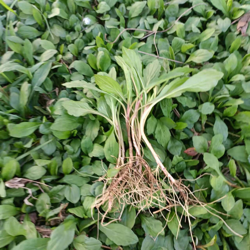 马兰头根新鲜现摘现发苏北农家时令蔬菜当季红根马兰头苗顺丰 50g