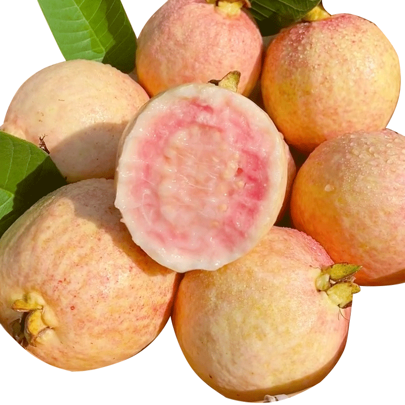 京鲜生 广东树熟软糯胭脂红芭乐 净重2.5斤单果75g+ 番石榴 源头直发