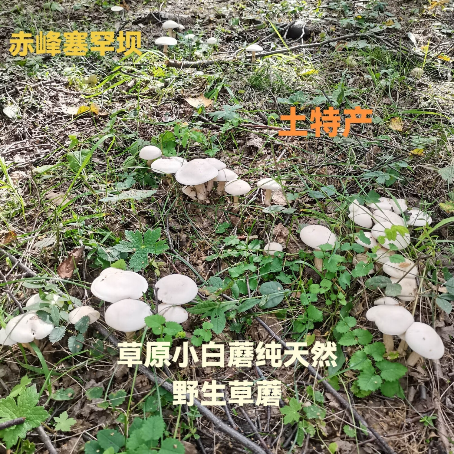 坝上 草原白蘑菇 小白蘑 野生菌 自然晒干 新鲜 纯野生 草蘑白蘑 草原小白蘑250g