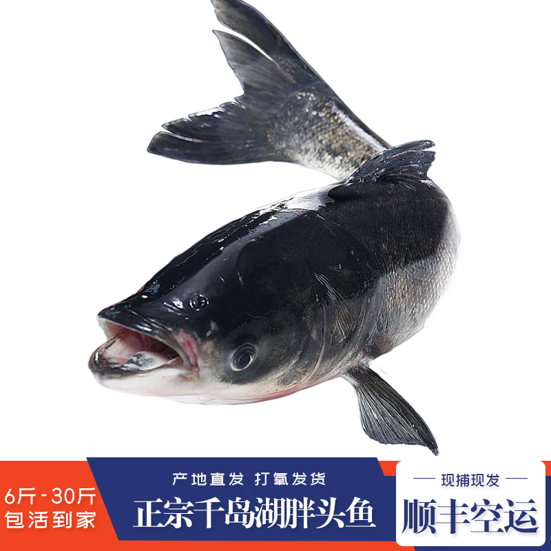 墨妍御鲜 千岛湖胖头鱼 活鱼 鲢鳙 大头鱼 鳙鱼6-30斤活体 一条6斤