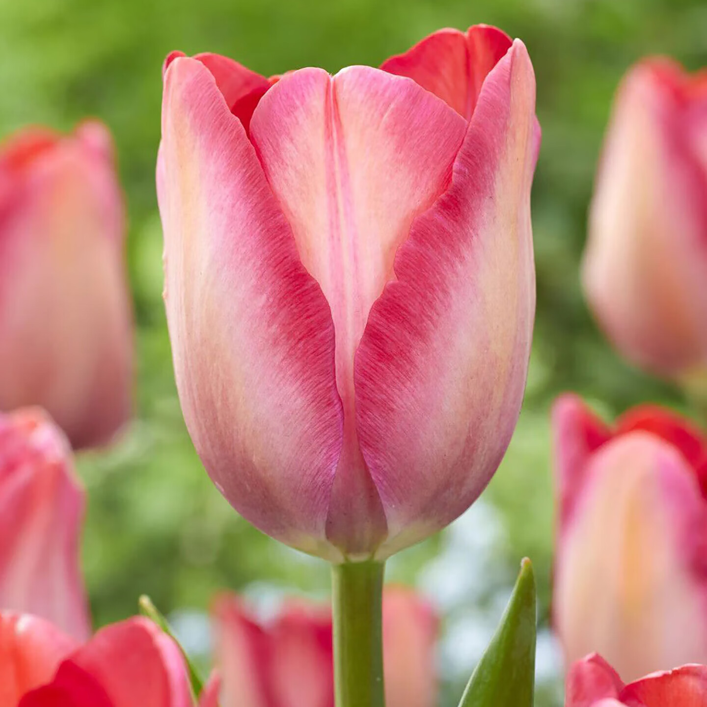 左家花園5個郁金香種球大球自然球 荷蘭進口郁金香種子水培土培耐寒花卉 粉色聲音 5球11-12cm