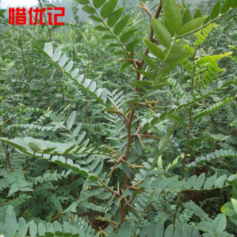 惜优记 皂角树苗 皂荚树苗 皂刺树苗带刺大皂角药材树苗皂角小苗大刺