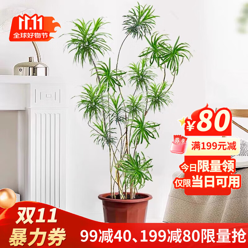 ̾Ϊ��ֹ�ٺ��������ֲ���ڴ���������Ҷ��߰ٺ�����ֲ����׮�����辰�� ��Ҷ�ٺ���1.2-1.4��ԭ�� ����